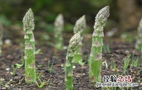 芦笋高产施肥技术 芦笋高产施肥与管理