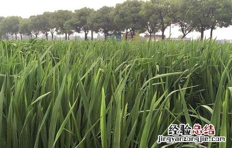 茭白的生长过程图片 茭白的生长过程