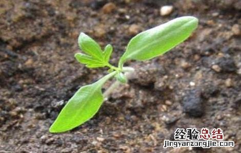 空心菜的催芽方法是什么 空心菜的催芽方法