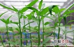 空心菜的催芽方法是什么 空心菜的催芽方法
