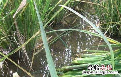 种植茭白如何追肥 茭白怎样种植用什么肥