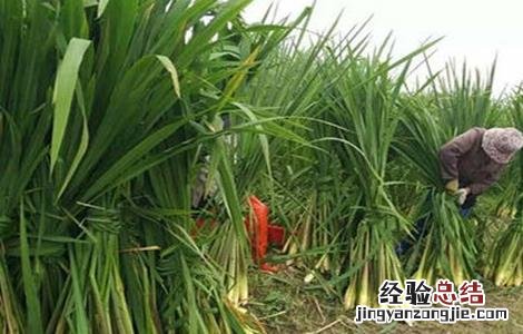 种植茭白如何追肥 茭白怎样种植用什么肥