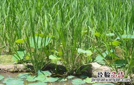 种植茭白如何追肥 茭白怎样种植用什么肥