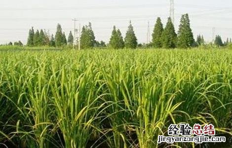 种植茭白如何追肥 茭白怎样种植用什么肥
