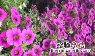 喇叭花种子种植方法 喇叭花种植时间和方法