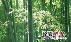 四季竹种植方法和注意事项视频 四季竹种植方法和注意事项