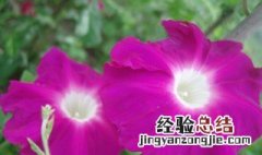 喇叭花怎么种植 喇叭花怎么种植视频