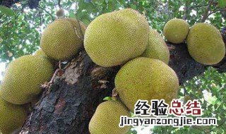 菠萝蜜怎样种植? 菠萝蜜要怎样种植