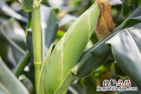 玉米从种到出苗需要几天 玉米从种上到出来需要几天