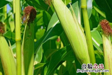 玉米从种到出苗需要几天 玉米从种上到出来需要几天