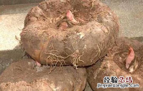 魔芋种子繁育技术 魔芋种子育苗技术