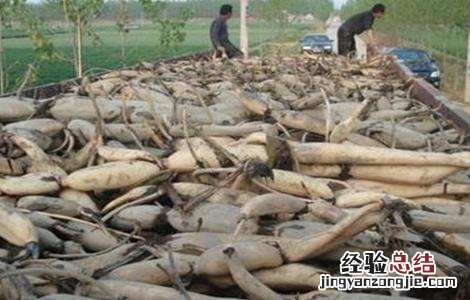 莲藕的采收方法 莲藕的采收方法是什么
