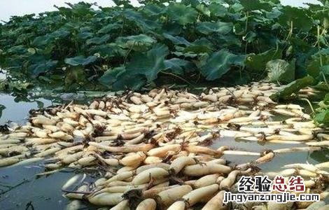 莲藕的采收方法 莲藕的采收方法是什么