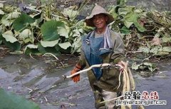 莲藕的采收方法 莲藕的采收方法是什么