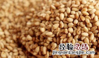 春天种芝麻几天出苗 春天芝麻种植时间和方法