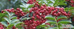 花椒会生虫吗 花椒生虫子是怎么回事