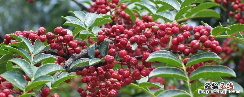 花椒会生虫吗 花椒生虫子是怎么回事