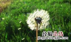 蒲公英有什么功用与功效 蒲公英有什么功用与功效禁忌