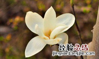 白玉兰花繁殖方法和时间 白玉兰的繁殖方法和注意事项