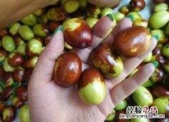 鸡心枣的功效与作用 鸡心枣的功效与作用禁忌