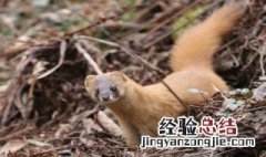 关于黄鼠狼的民间谚语大全 关于黄鼠狼的民间谚语