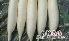 水栽白萝卜 怎么自己水养白萝卜