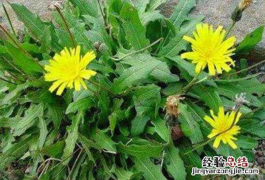 蒲公英泡脚对女性有什么好处和功效 蒲公英泡脚对女性有什么好处