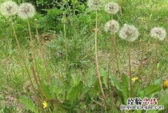 蒲公英泡脚对女性有什么好处和功效 蒲公英泡脚对女性有什么好处