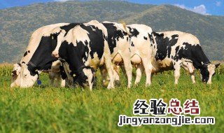 花牛歌中的花牛是什么牛 花牛歌里的花牛是什么样的牛