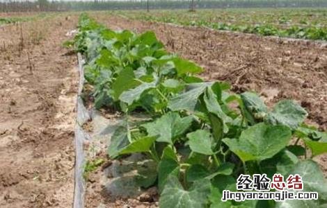 南瓜覆盖地膜注意事项有哪些 南瓜覆盖地膜注意事项