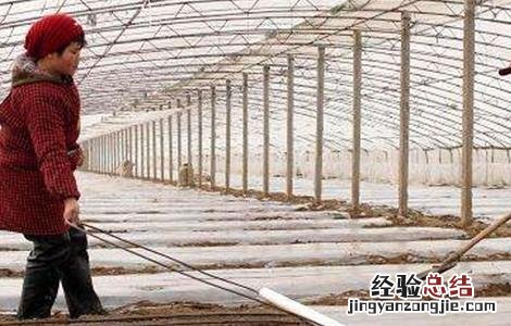 南瓜覆盖地膜注意事项有哪些 南瓜覆盖地膜注意事项
