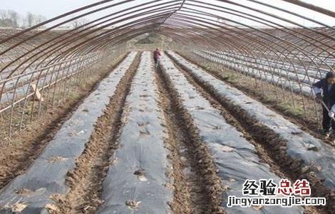 南瓜覆盖地膜注意事项有哪些 南瓜覆盖地膜注意事项