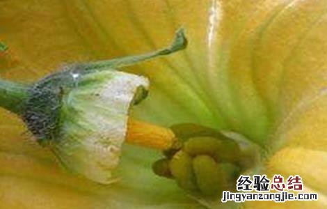 南瓜人工授粉的方法 南瓜人工授粉的方法图片