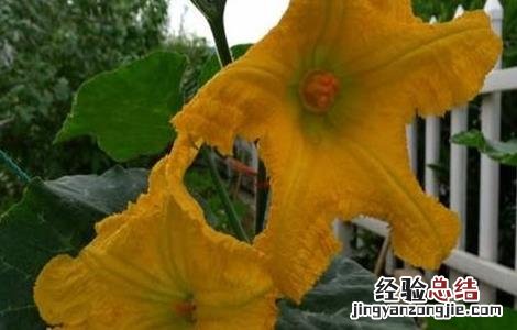 南瓜人工授粉的方法 南瓜人工授粉的方法图片