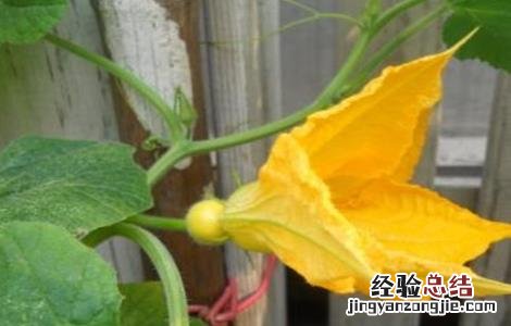 南瓜人工授粉的方法 南瓜人工授粉的方法图片