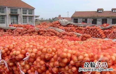 洋葱的贮藏方法是什么 洋葱的贮藏方法