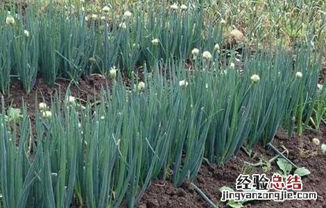 大葱的产量和效益 影响大葱产量的因素