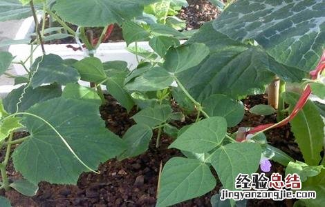 豆角缺素症状有哪些 豆角缺素症状有哪些图片