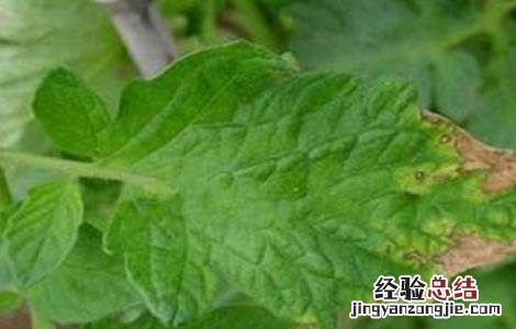 豆角缺素症状有哪些 豆角缺素症状有哪些图片