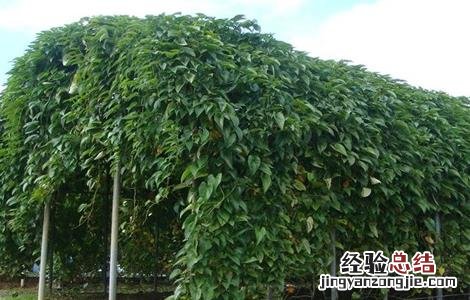 山药生长对温度的要求 山药生长对温度的要求是什么