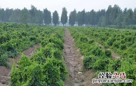 山药生长对温度的要求 山药生长对温度的要求是什么