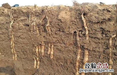 山药生长对温度的要求 山药生长对温度的要求是什么