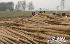 山药生长对温度的要求 山药生长对温度的要求是什么