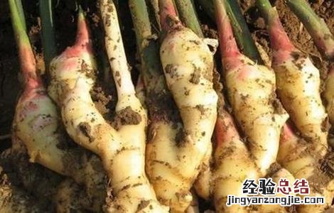 生姜常见施肥误区 生姜施肥时应避免什么