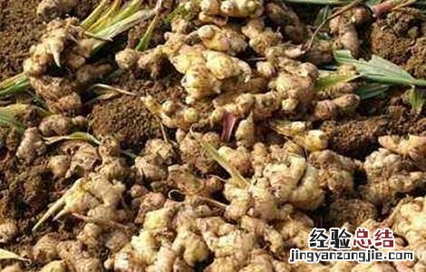 生姜常见施肥误区 生姜施肥时应避免什么
