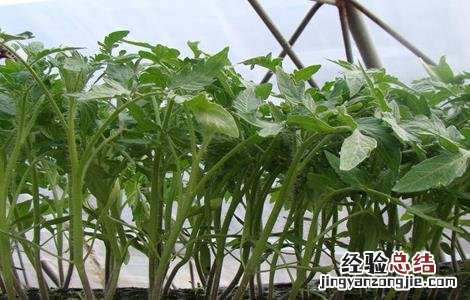 秋冬茬番茄栽培技术 秋冬茬番茄种植技术