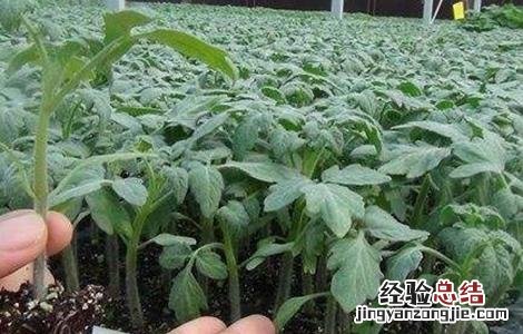 秋冬茬番茄栽培技术 秋冬茬番茄种植技术