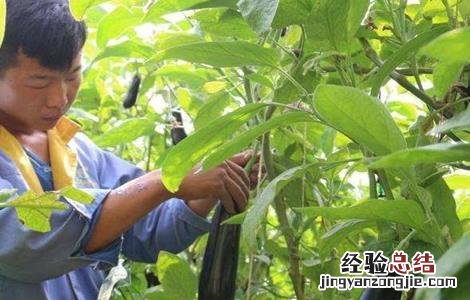 茄子施肥注意事项 茄子施肥注意事项视频