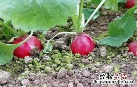 樱桃萝卜的种植注意事项是什么 樱桃萝卜的种植注意事项