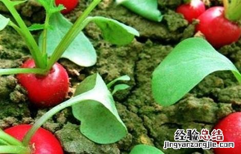 樱桃萝卜的种植注意事项是什么 樱桃萝卜的种植注意事项